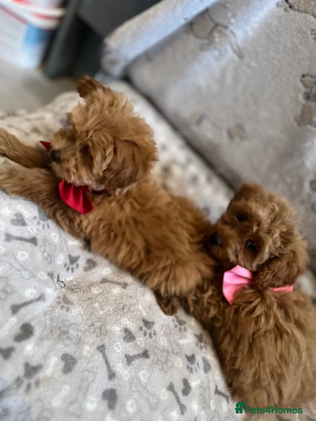 Miniature Poodle dogs for sale: 🐶 Miniature Poodle Puppies! 🐾 - Image 20