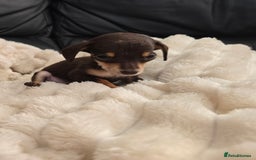 Miniature Dachshund dogs for sale: Miniature dachshunds  - Image 3