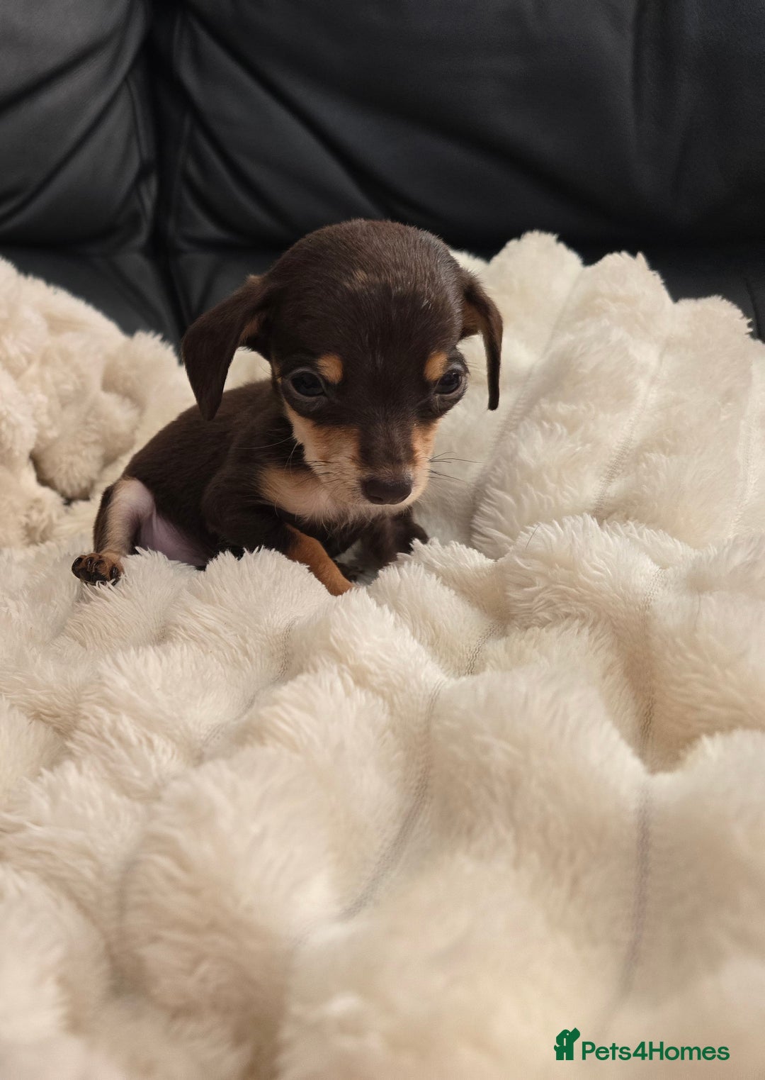 Miniature Dachshund dogs for sale: Miniature dachshunds  - Image 3