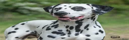 Dalmatian dogs for stud: KC Reg Dalmatian for stud  - Advert 2