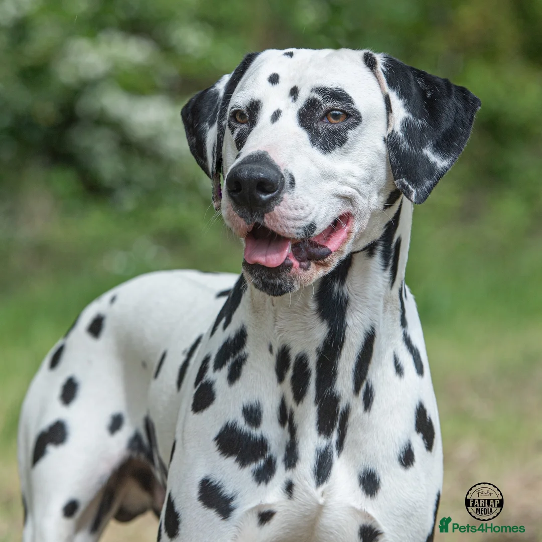 Dalmatian dogs for stud: KC Reg Dalmatian for stud  - Advert 2