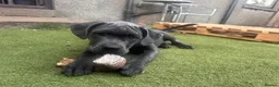 Cane Corso dogs for sale: Lilith and Bagheera looking for forever home  - Advert 3