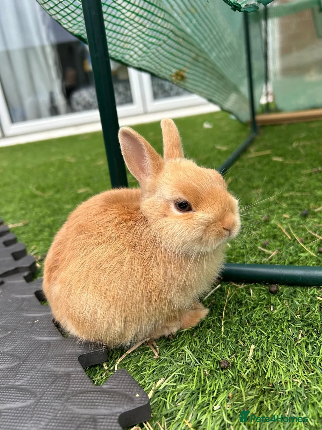 Netherland Dwarf rabbits for sale: Baby pure Netherlands Dwarf x 5 in Cheadle - Advert 6