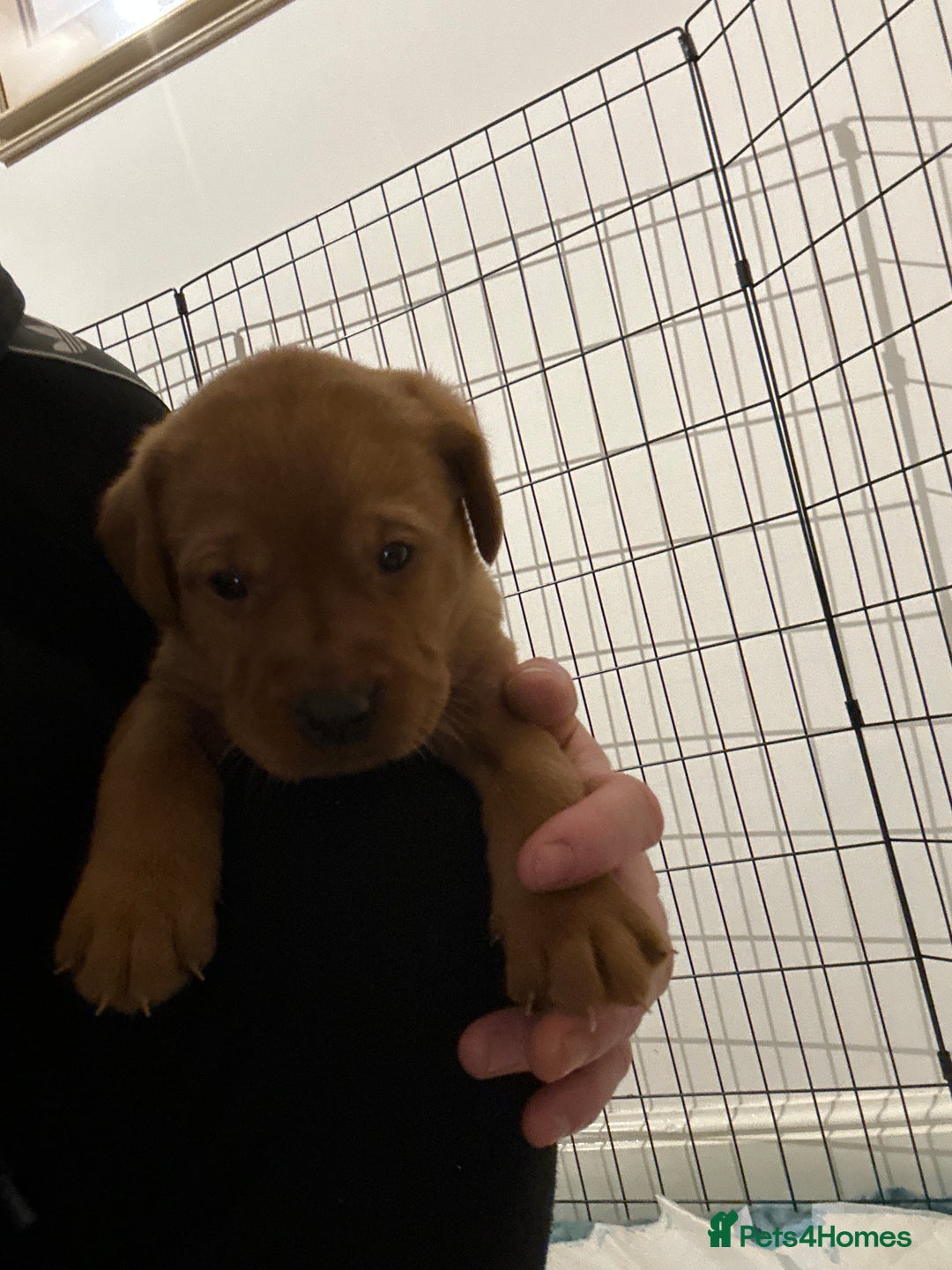 Labrador Retriever dogs for sale: Fox red labrador pups Glasgow  - Advert 31