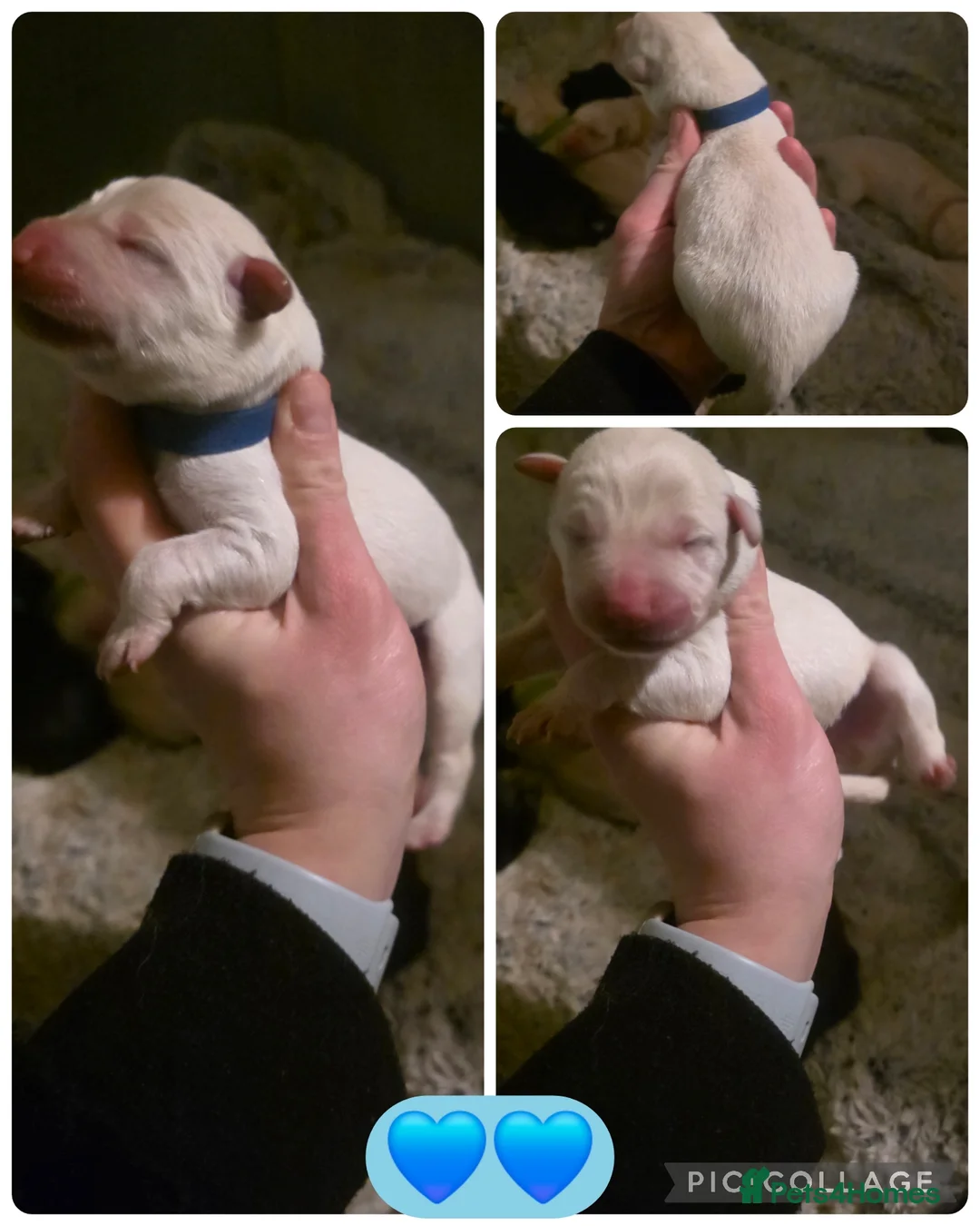 Mixed Breed dogs for sale: Shepador... German Shepherd x Labrador Puppies 🐶  - Advert 6