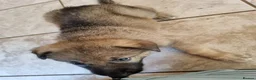 German Shepherd dogs for sale: German Shepherd pups Straight back KC registered - Advert 24