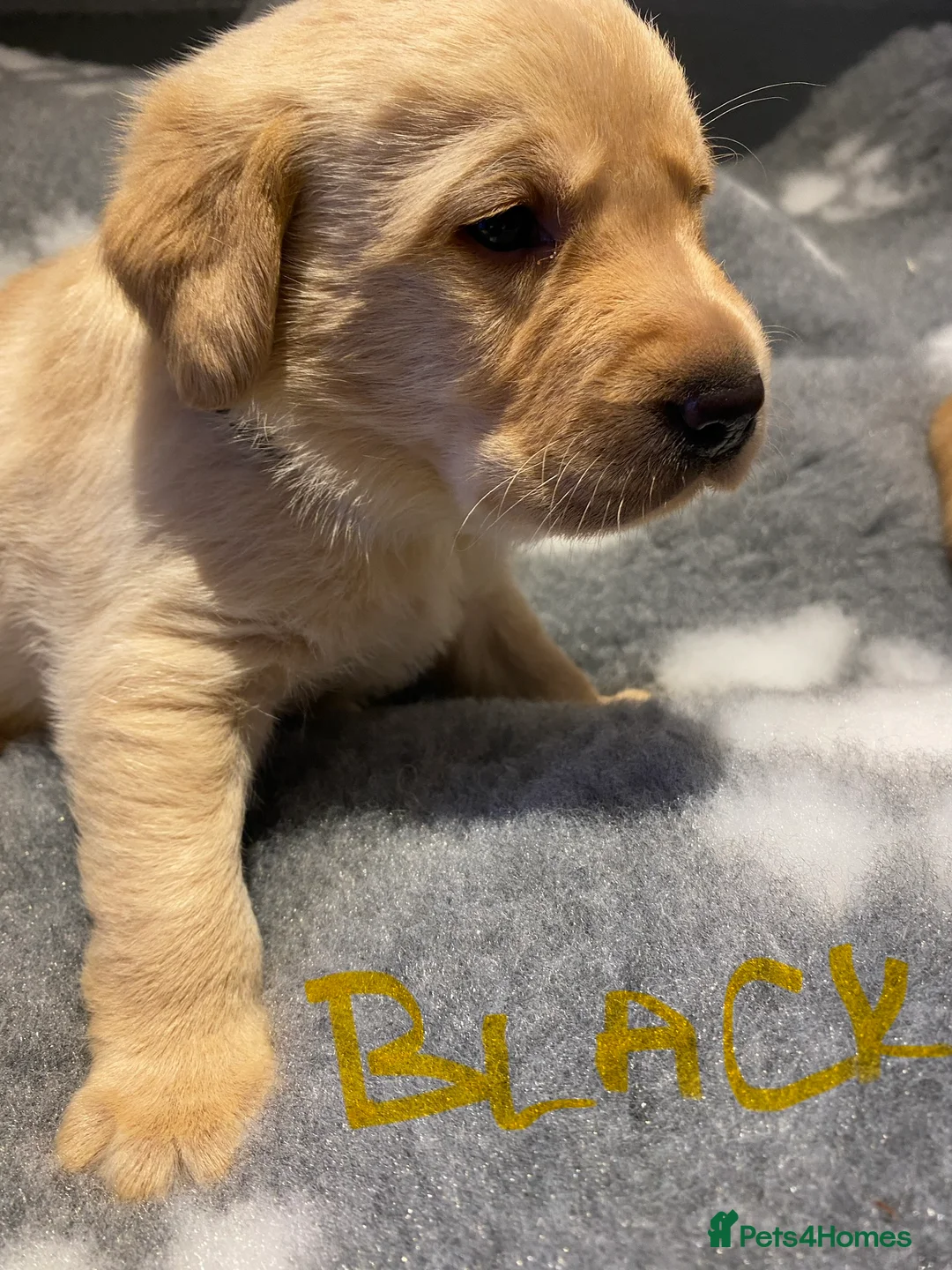 Labrador Retriever dogs for sale: Yellow/Fox Red Labrador puppies - Advert 17