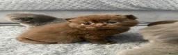 British Shorthair cats for sale: 🔥 GCCF KITTENS CHOCOLATE BLUE LILAC CHAMPION  - Advert 7