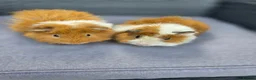 Guinea Pig rodents for sale: Bonded boars  - Advert 8
