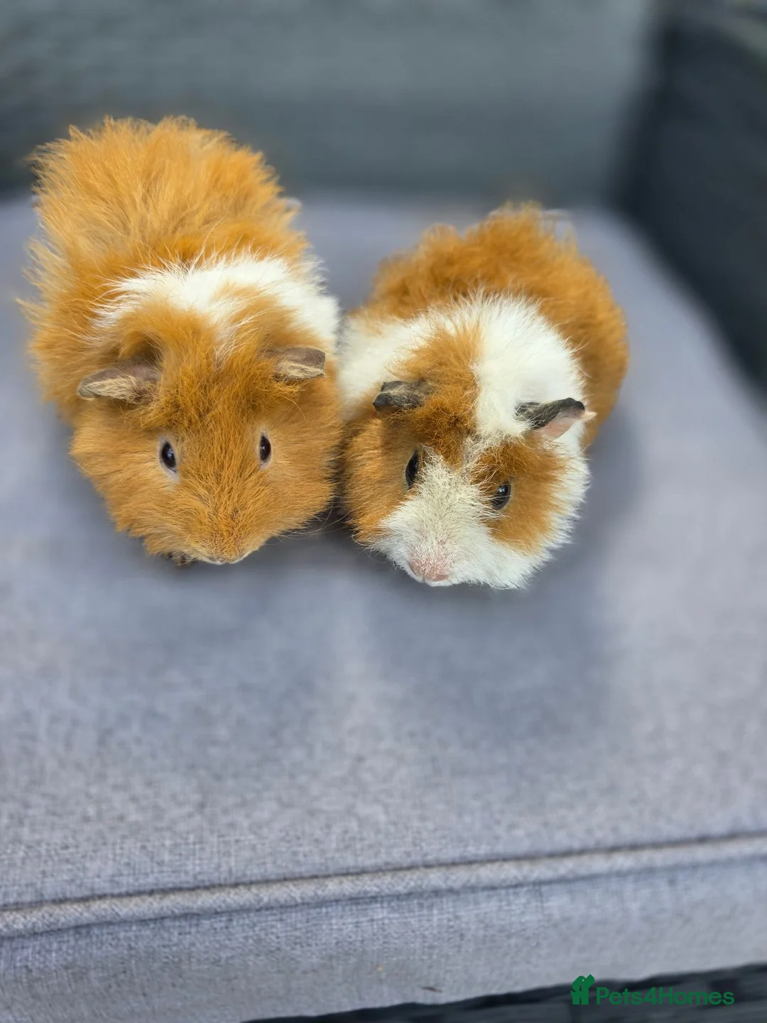Guinea Pig rodents for sale: Bonded boars  - Advert 8