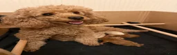 Maltipoo dogs for sale: Stunning Toy Maltipoo Puppies for sale  in Burton-on-Trent - Advert 1