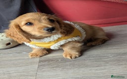 Mixed Breed dogs for sale: 75% Dachshund Cross Puppies - 4 Boys Available - Image 6