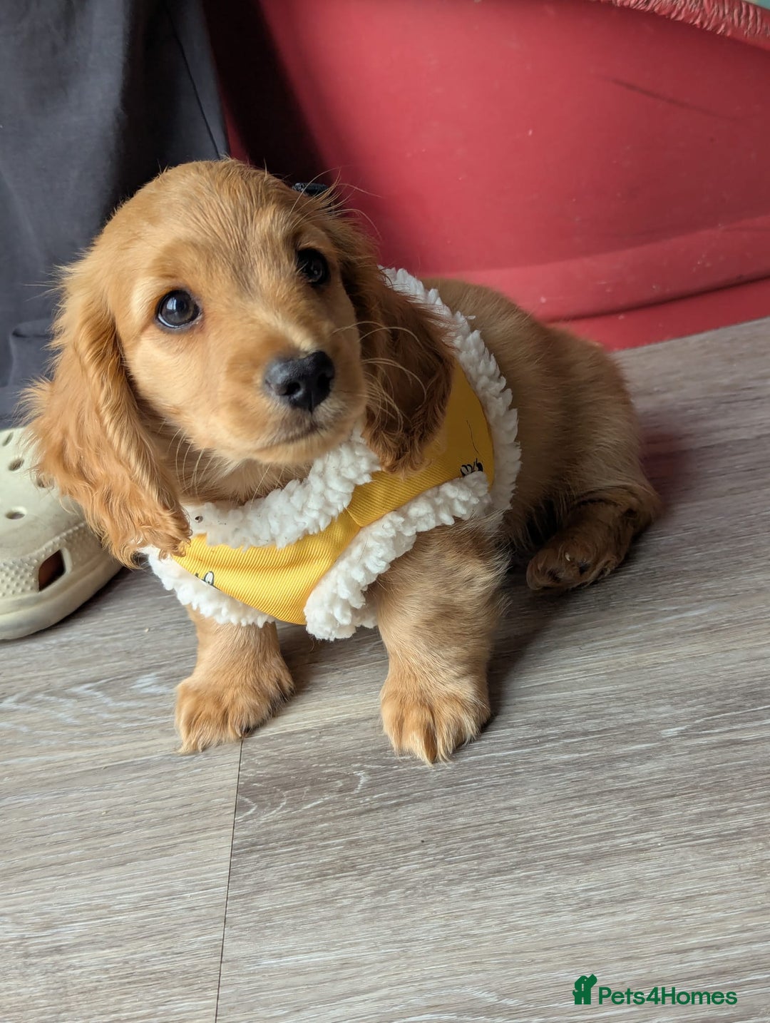 Mixed Breed dogs for sale: 75% Dachshund Cross Puppies - 4 Boys Available - Image 6