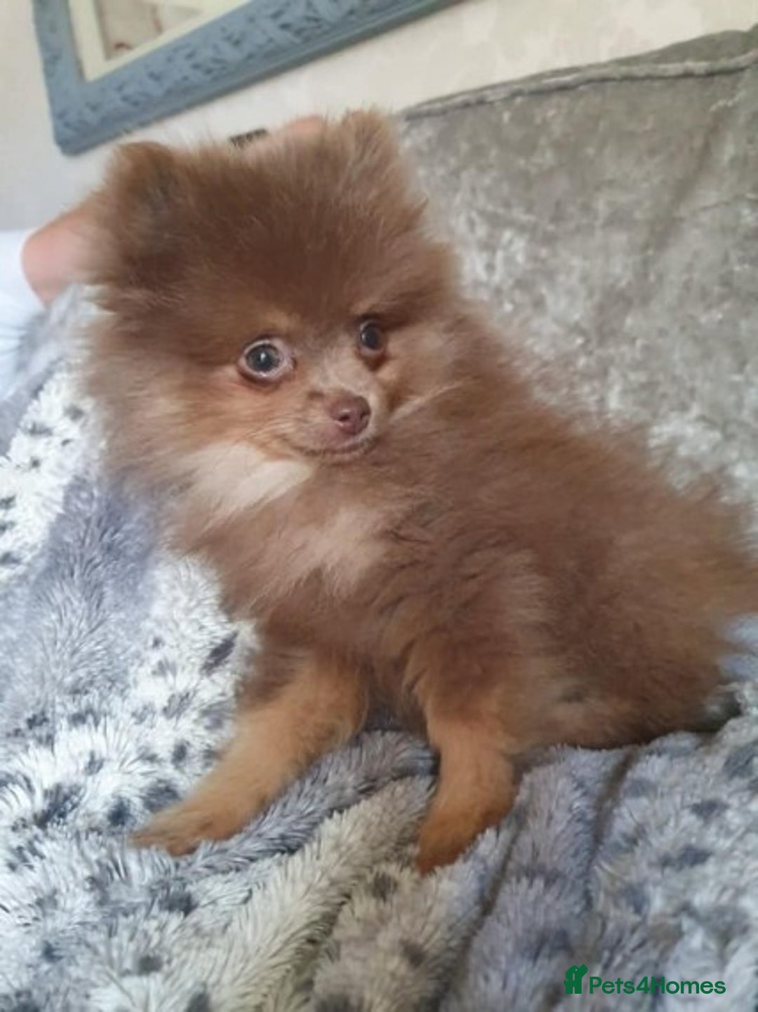Pomeranian dogs for stud: Proven Chocolate KC in Runcorn - Advert 12
