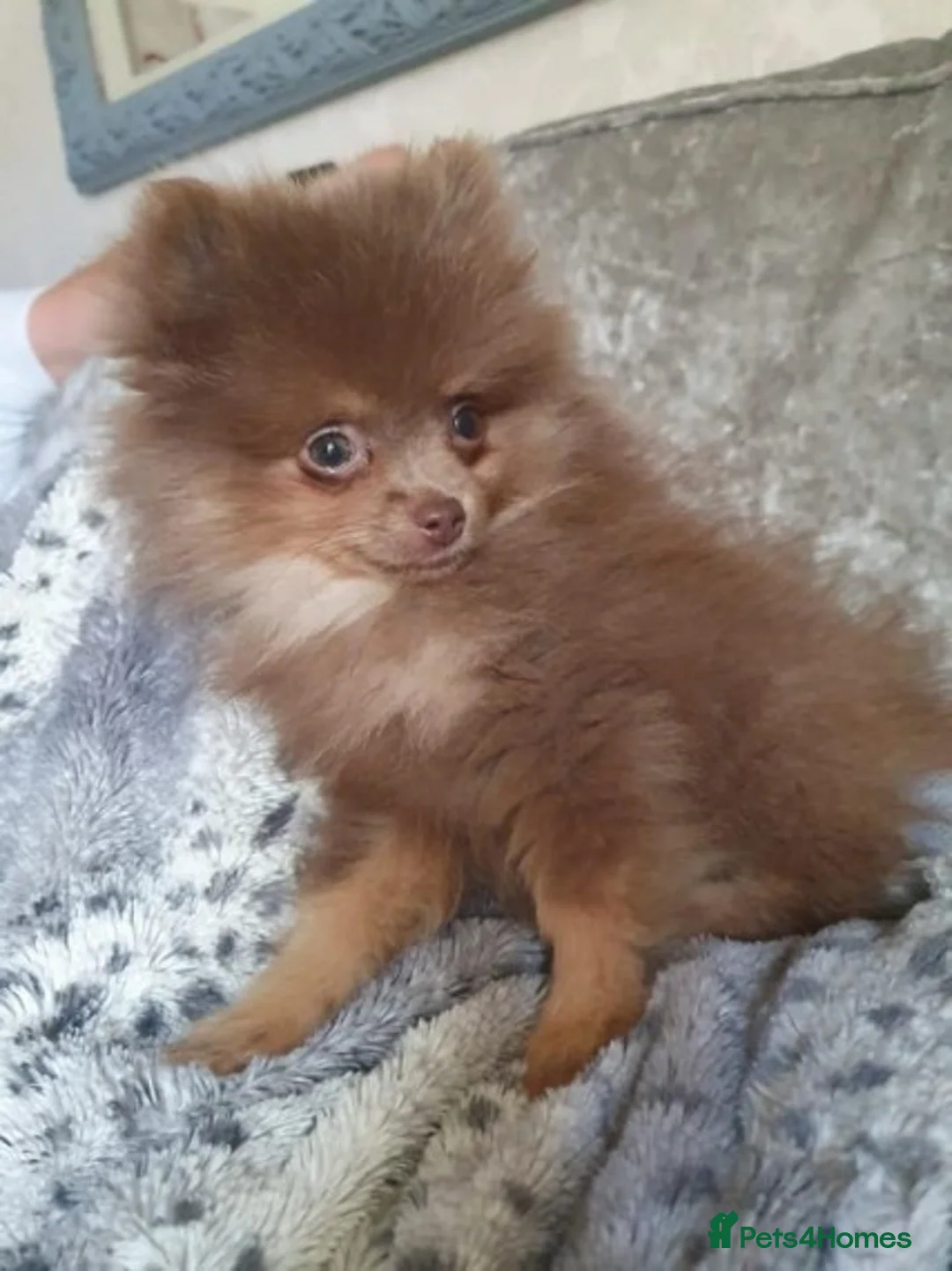 Pomeranian dogs for stud: Proven Chocolate KC in Runcorn - Advert 12