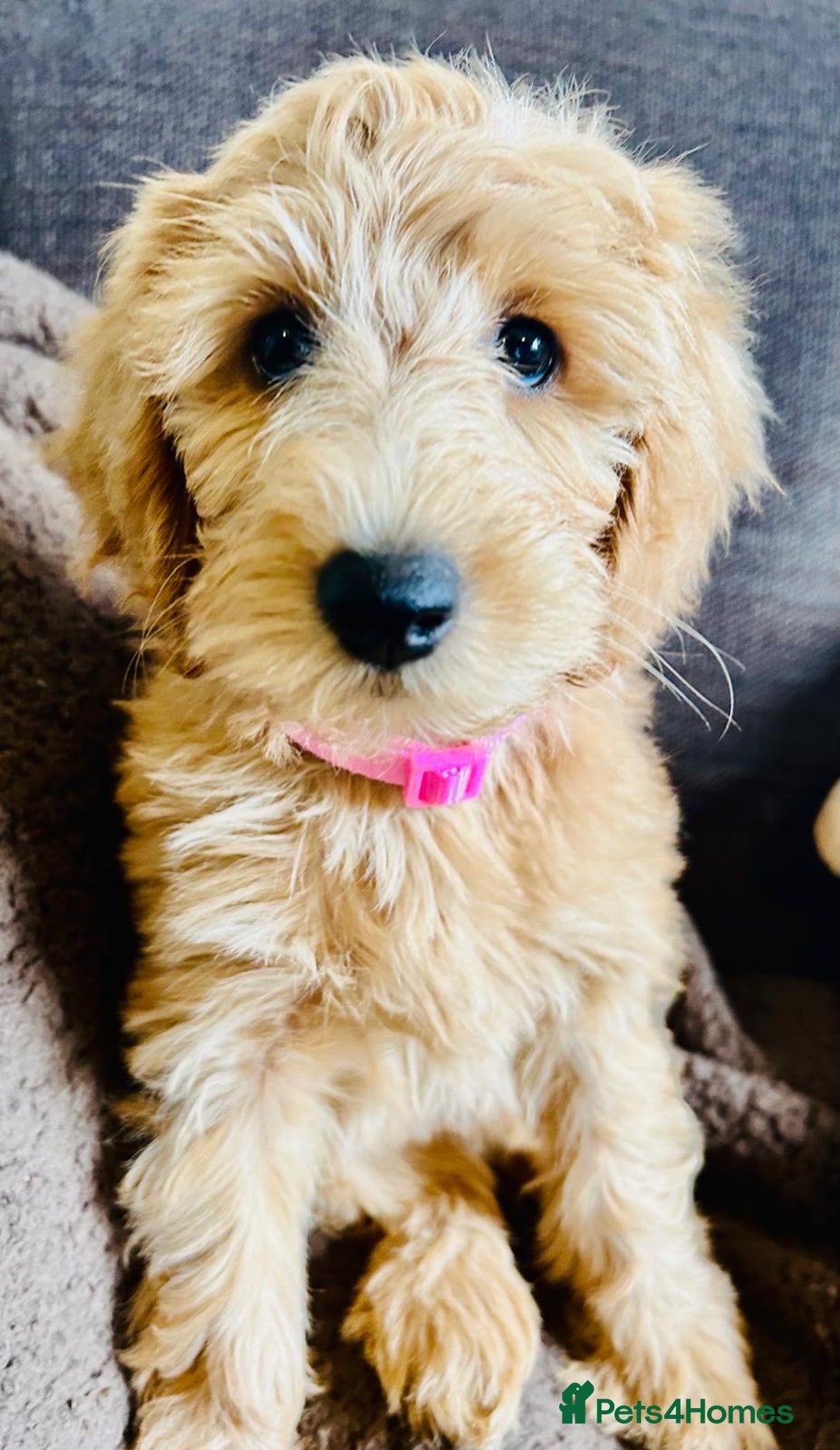 Labradoodle dogs for sale:  Adorable 🥰 Miniature Labradoodle Puppies F2B  - Image 31