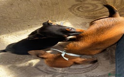 Miniature Dachshund dogs for sale: Miniature dachshunds - Image 27