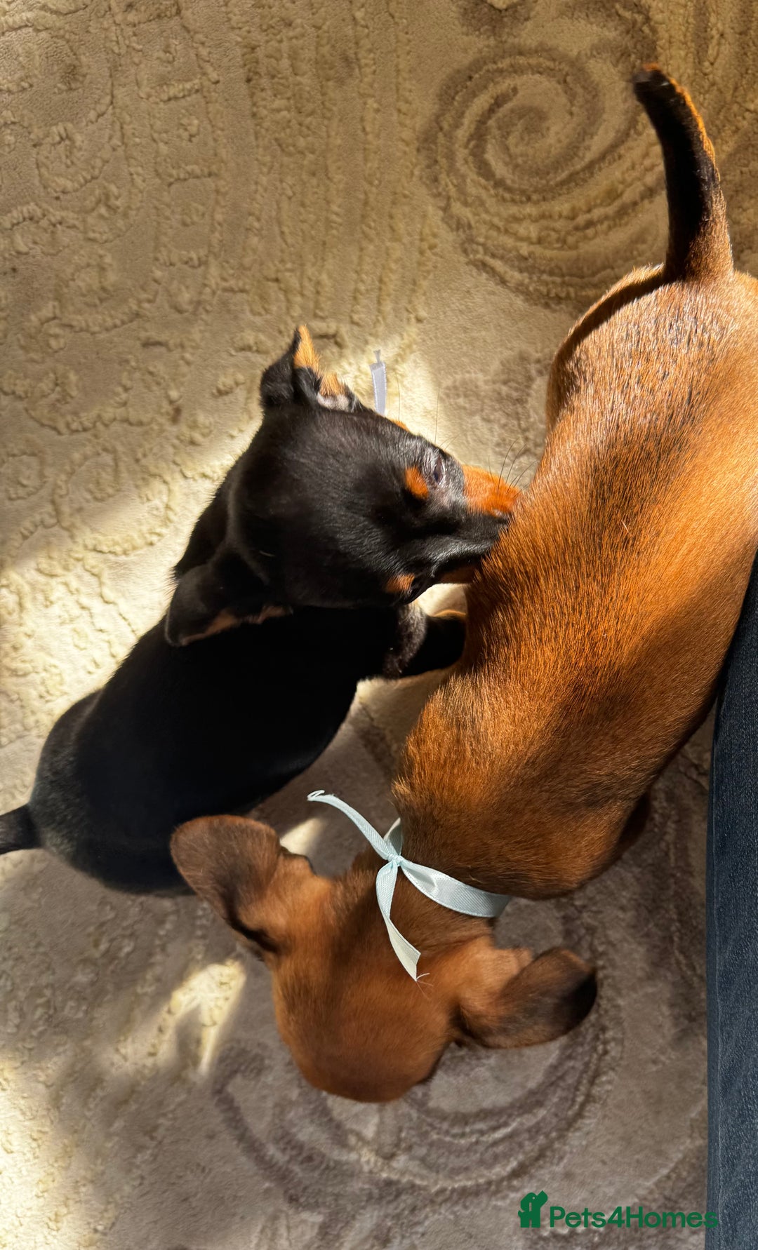 Miniature Dachshund dogs for sale: Miniature dachshunds - Image 27