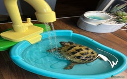 Tortoise reptiles for sale: Nigel - Image 3