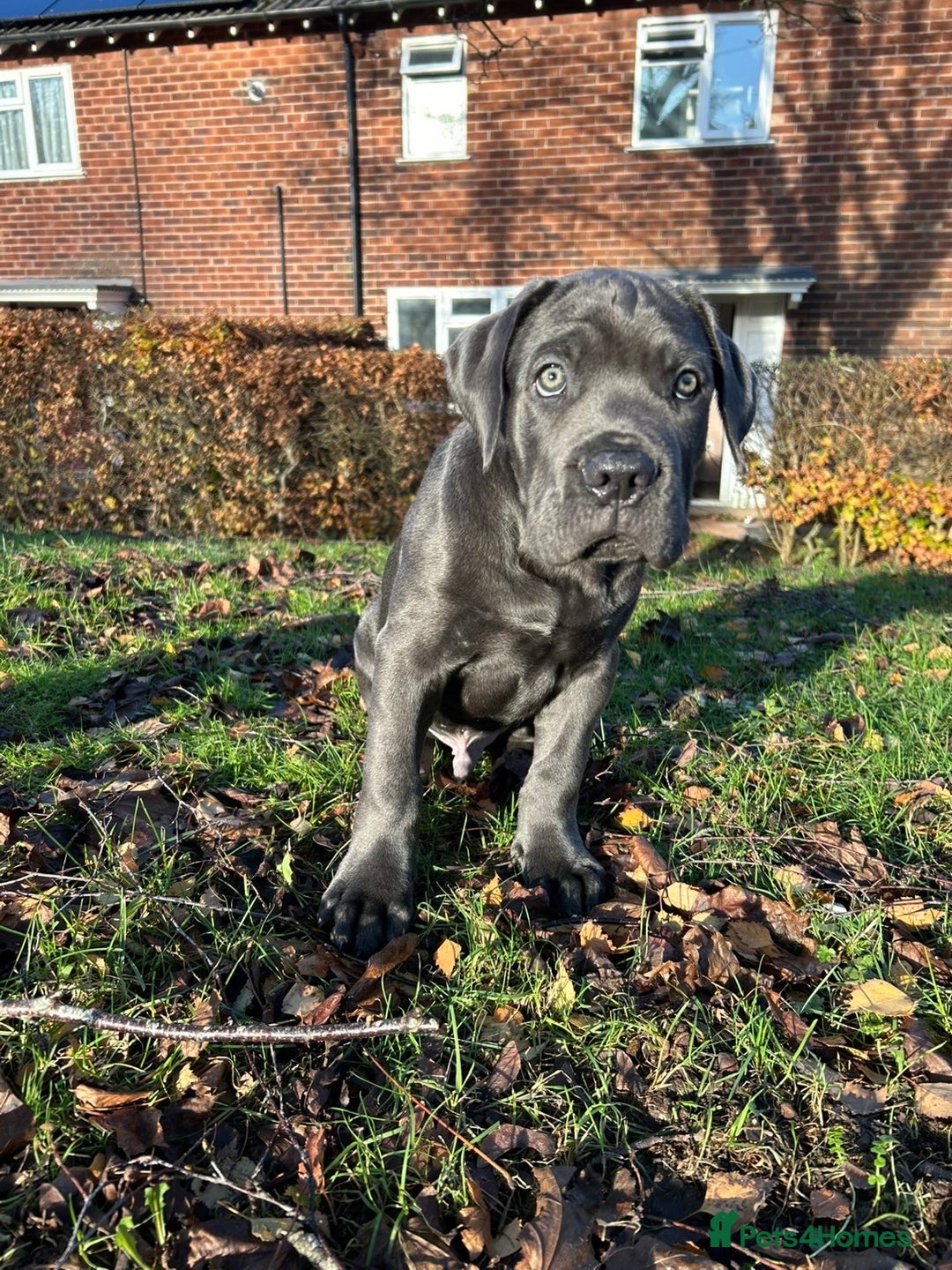 Cane Corso dogs for sale: *** 11 WEEK OLD PUPPY Cane corse boy 🥇 - Advert 3