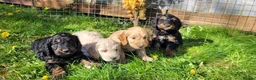 Cockapoo dogs for sale: F1 Cockerpoo Puppies  - Advert 4