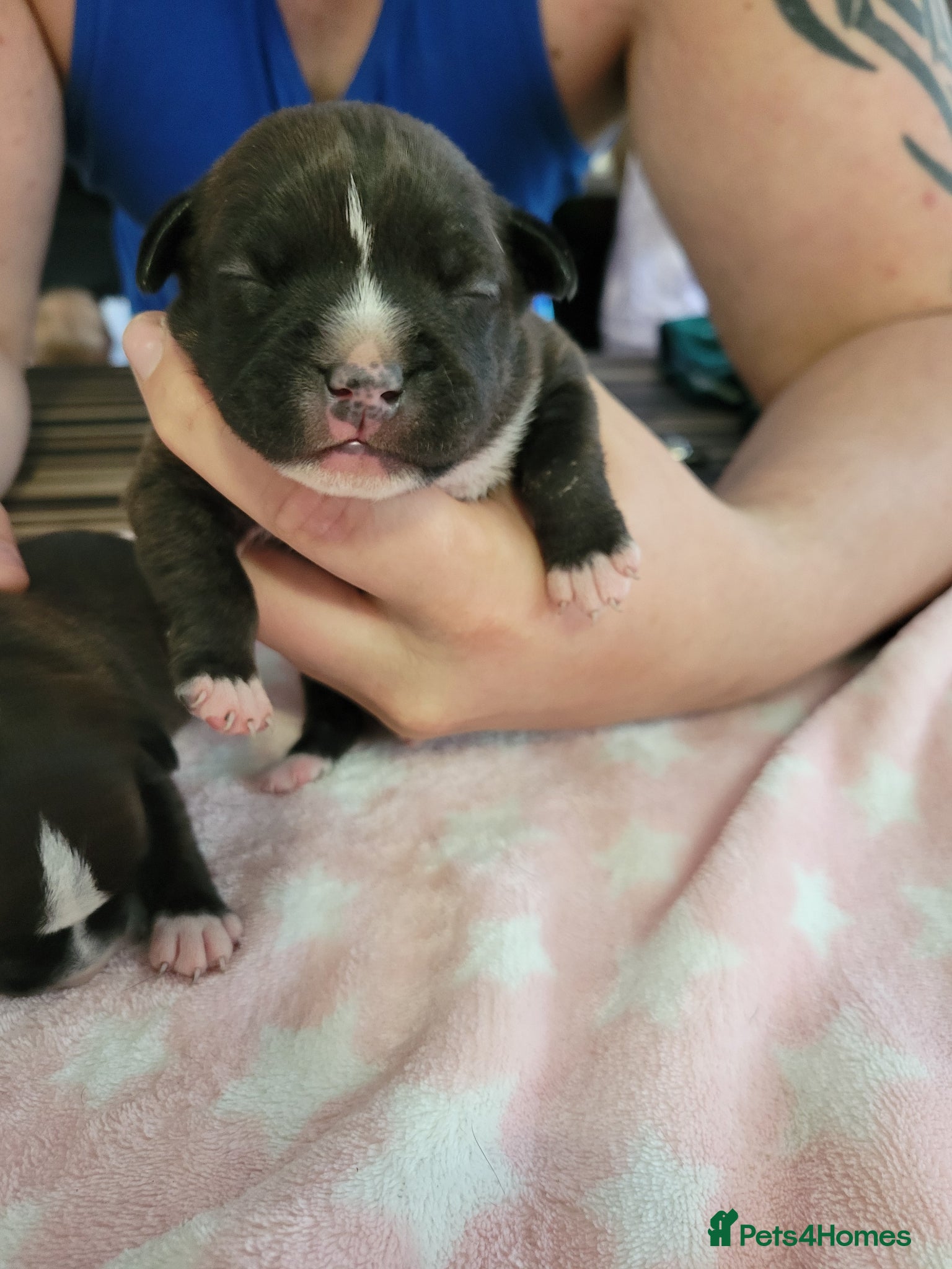 Staffordshire Bull Terrier dogs for sale: Kc Staffordshire bull terrier pups in Hebburn - Advert 4