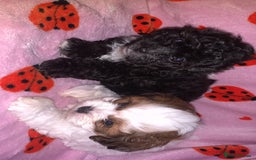 Shihpoo dogs for sale: shihpoos  - Image 3