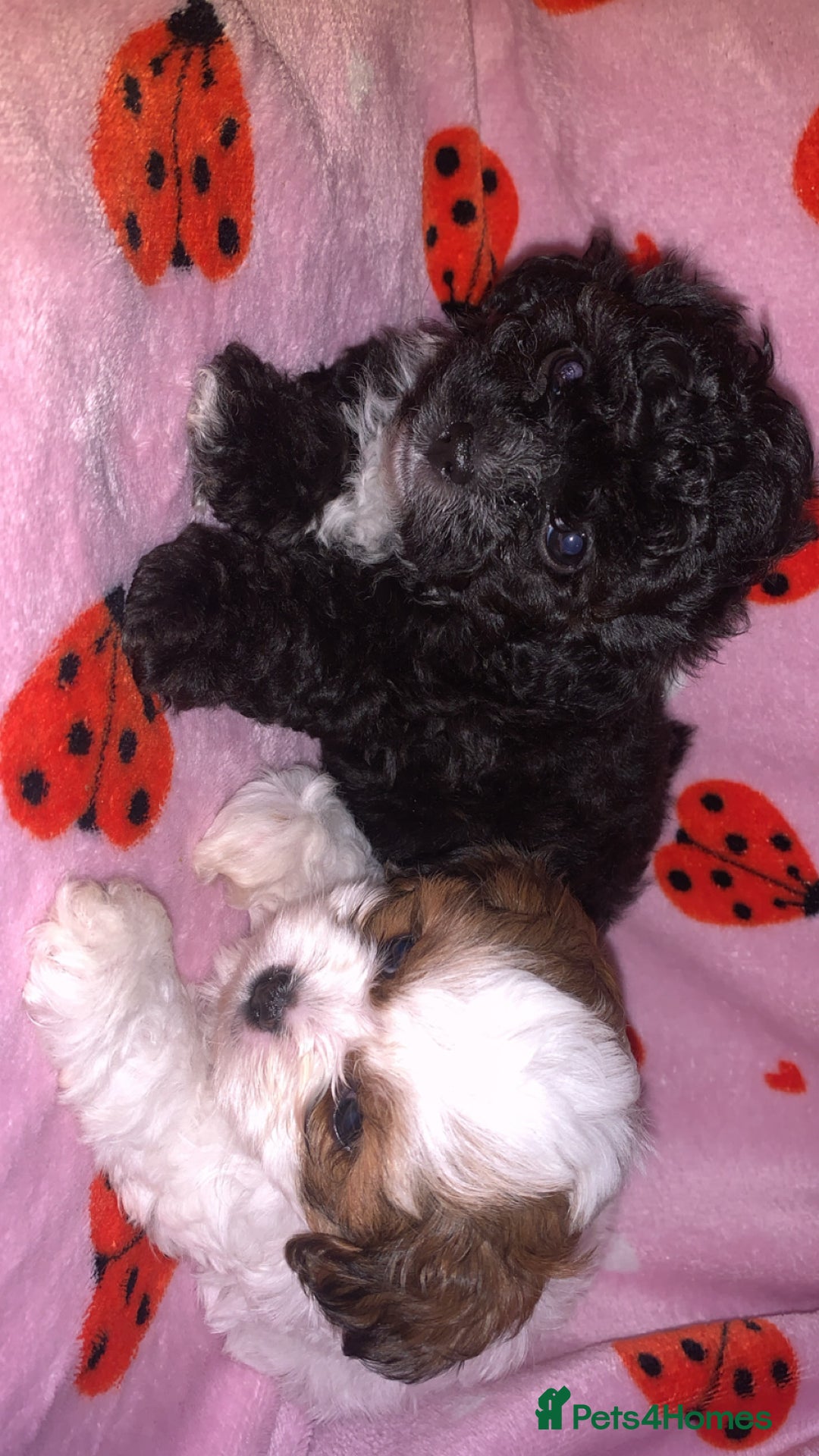 Shihpoo dogs for sale: shihpoos  - Image 3
