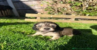 Miniature Dachshund dogs - Advert 14