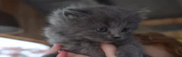 Mixed Breed cats for sale: 3 of the fluffiest, friendliest kittens for sale! - Advert 11