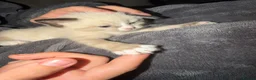 Asian cats for sale: Beautiful kittens  - Advert 8