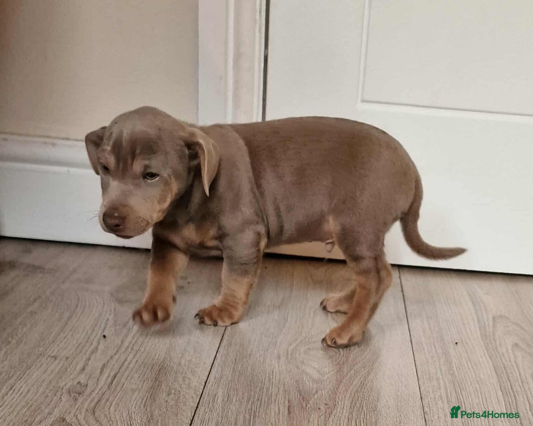 Jack Russell dogs for sale: Beautiful Muchwenlock Jack Russell puppies - Image 32