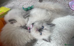 Ragdoll cats for sale: Gorgeous Ragdoll Kittens - Image 11