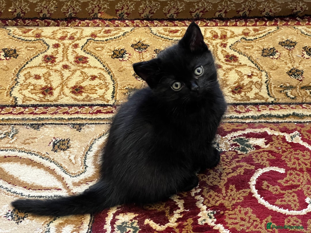 American Shorthair cats for sale: Adorable Tabby Kittens – Ready for Forever Homes - Advert 17