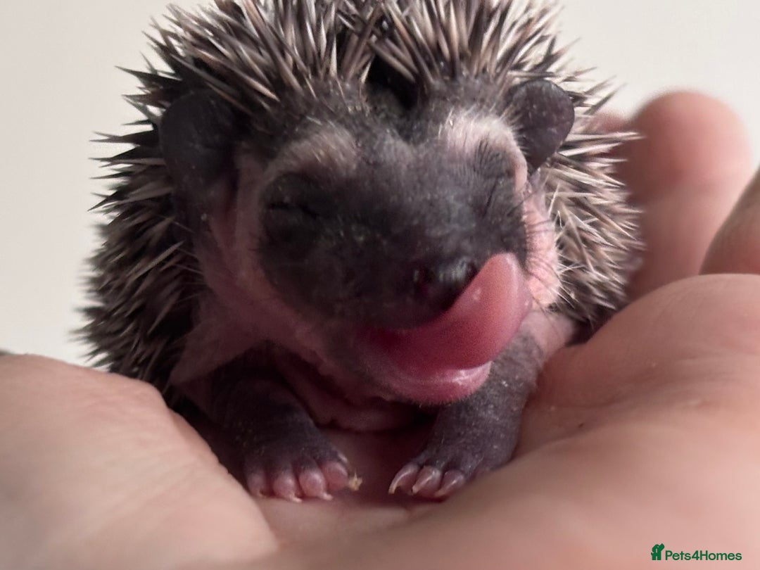 Pygmy Hedgehog rodents for sale: Girls Boys Ethically Bred African Pygmy Hedgehogs - Advert 1