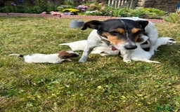 Jack Russell dogs for sale: Pedigree Jack Russell Puppies  - Image 8