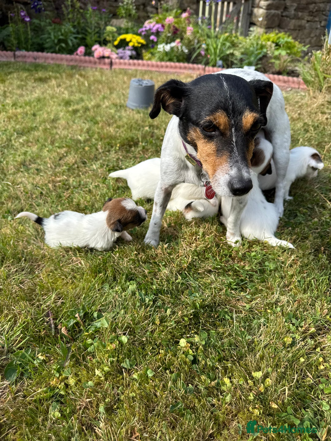 Jack Russell dogs for sale: Pedigree Jack Russell Puppies  - Image 8