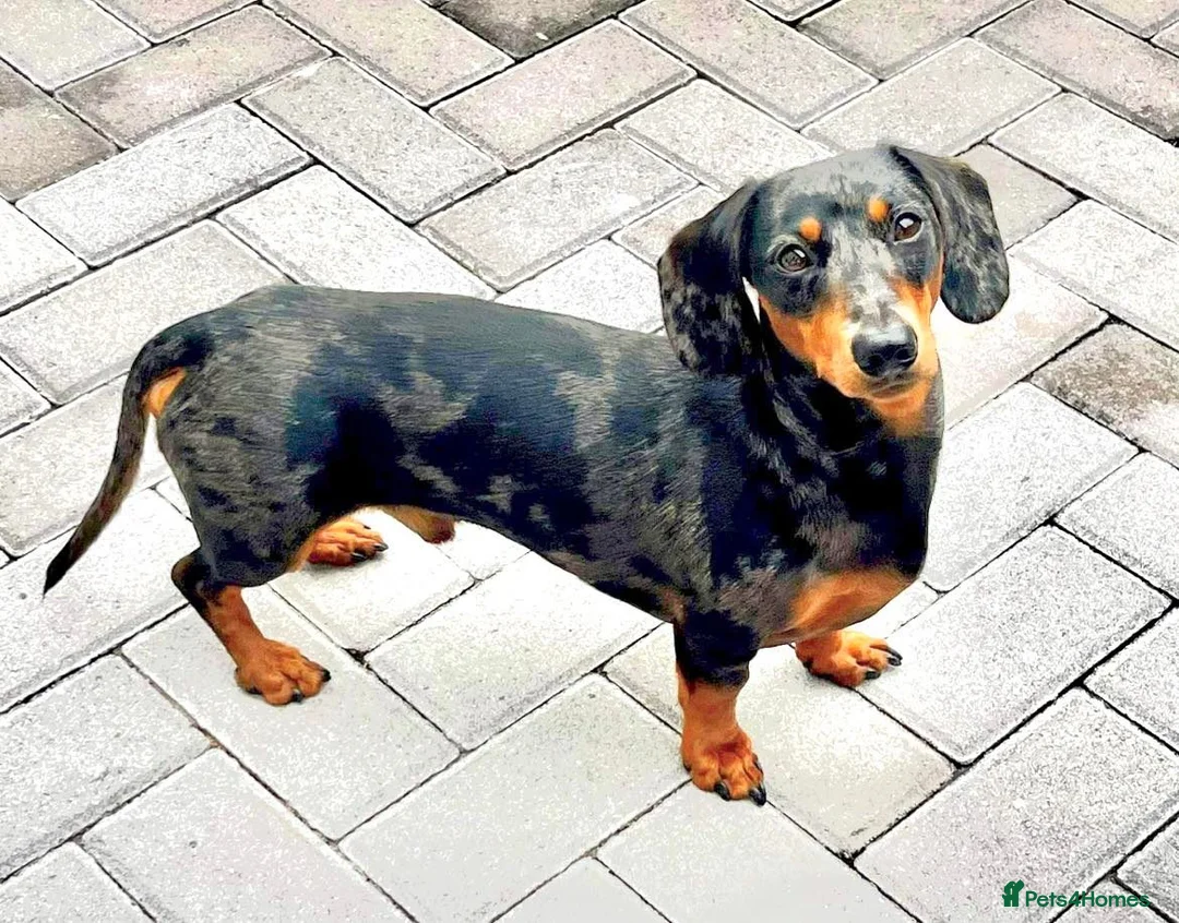 Miniature Dachshund dogs for stud: KC REG SILVER DAPPLE & TAN STUD CARRYING CREAM in Irvine - Advert 2