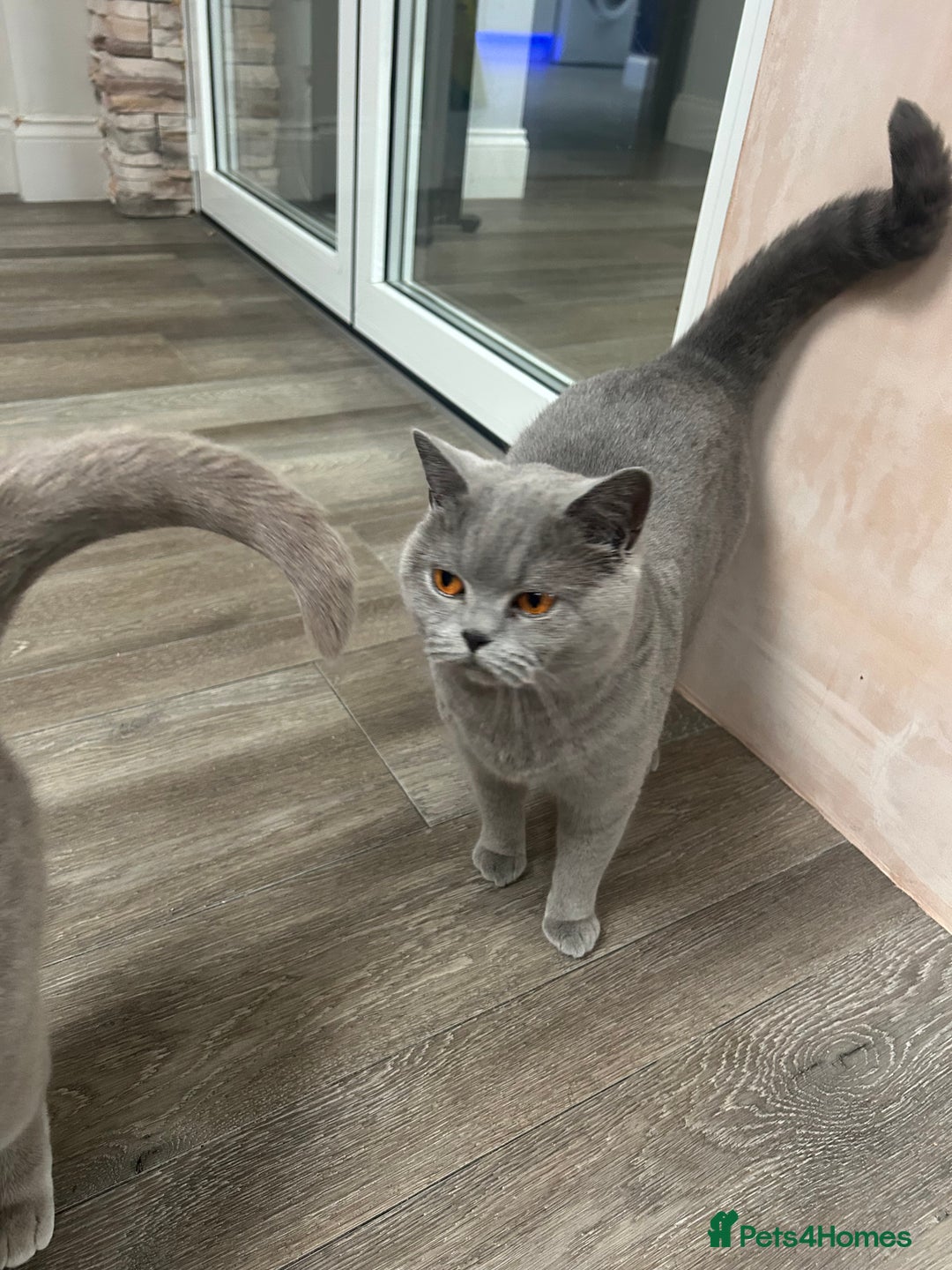 British Shorthair cats for sale: British Short hair female  - Advert 5