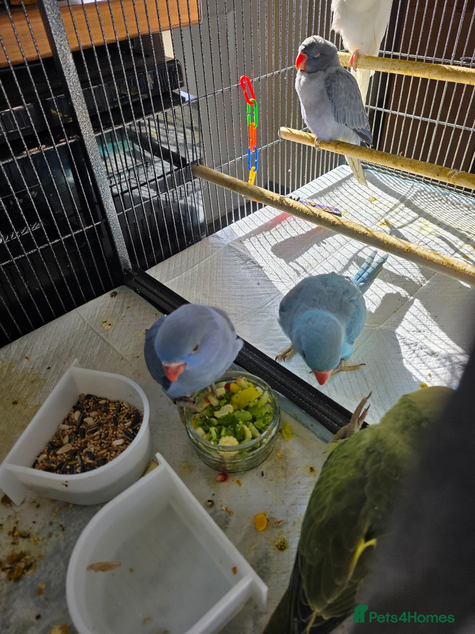Ringnecks birds Hand reared baby ringnecks  - Advert 2