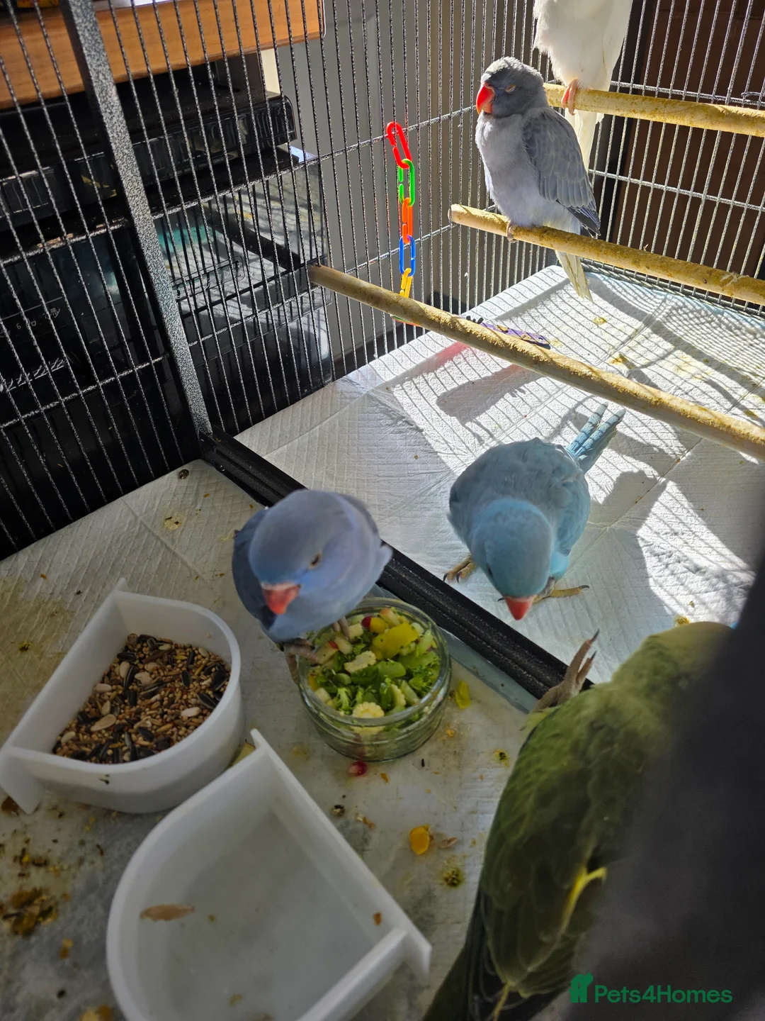 Ringnecks birds for sale: Hand reared baby ringnecks  - Advert 1
