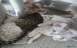Savannah cats for sale: Savannah F6 kittens *Last one Left* - Image 26