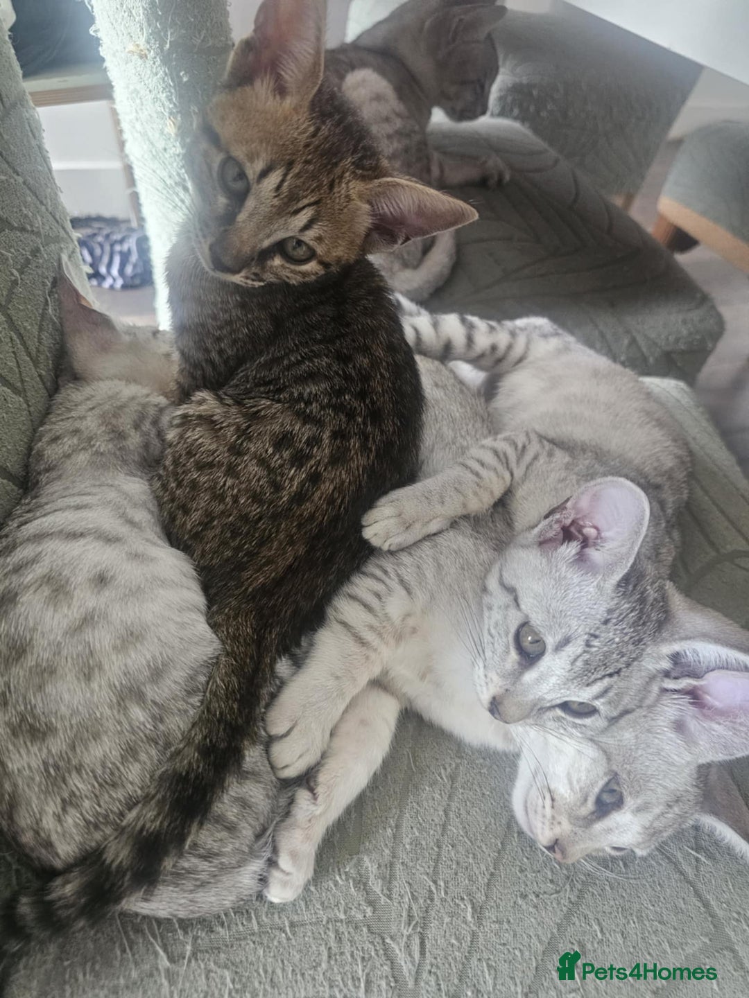 Savannah cats for sale: Savannah F6 kittens *Last one Left* - Image 26