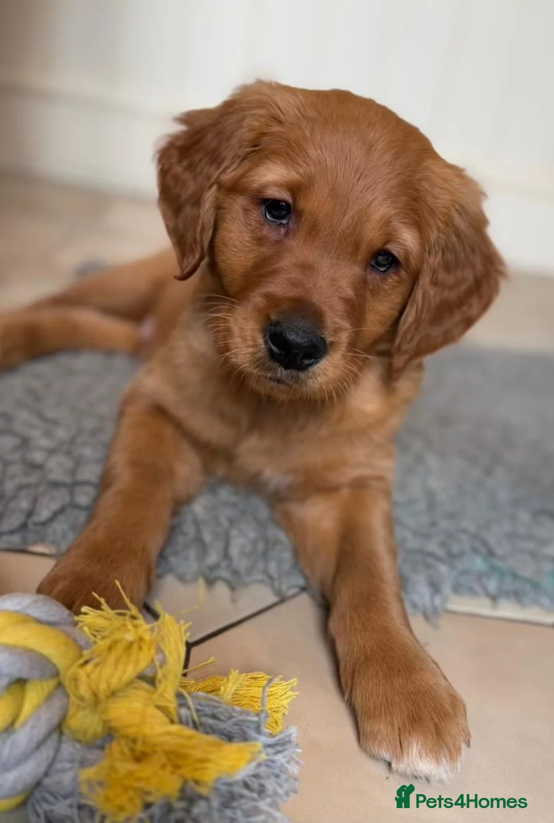 Golden Retriever dogs for stud: 💙 Tweed fully health tested golden retriever 💙 in Doncaster - Advert 4