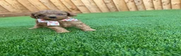 Cockapoo dogs for sale: Beautiful Cockapoo Puppies in Cardiff - Advert 8