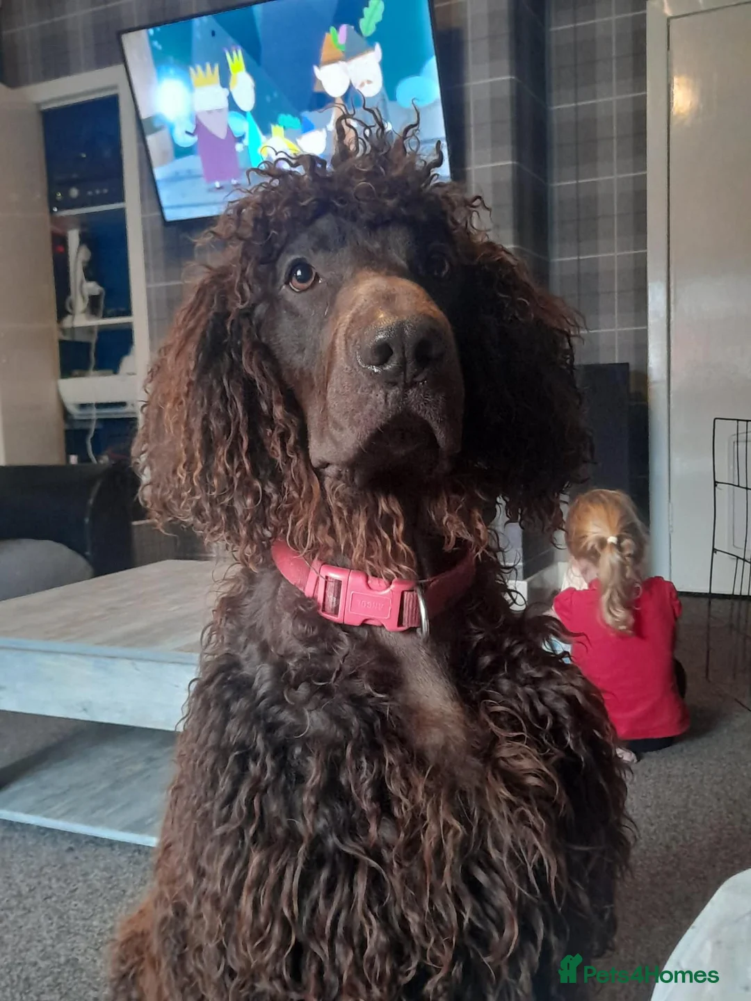 Irish Water Spaniel dogs for stud: Irish water spaniel for stud - Advert 2