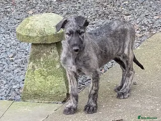 Irish Wolfhound dogs Wolfhound/Deerhound pups - Advert 3