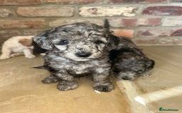 Cockapoo dogs for sale: Cockapoo puppies - Image 4