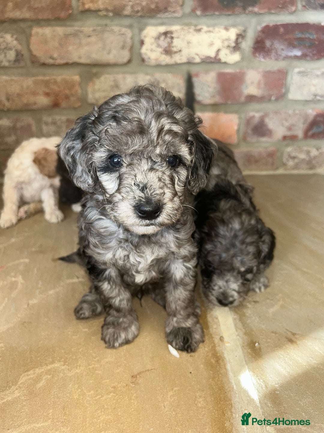 Cockapoo dogs for sale: Cockapoo puppies - Image 4