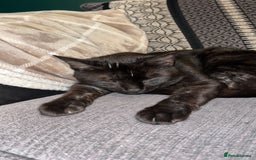 Domestic Shorthair cats for sale: Two male cats  - Image 6